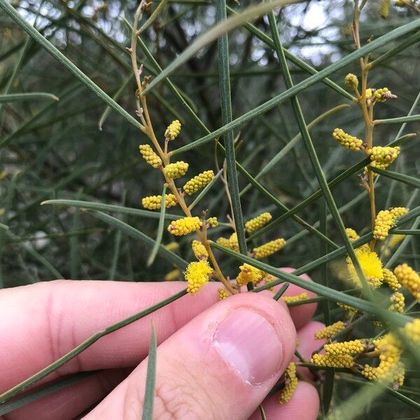 Acacia doratoxylon Flor