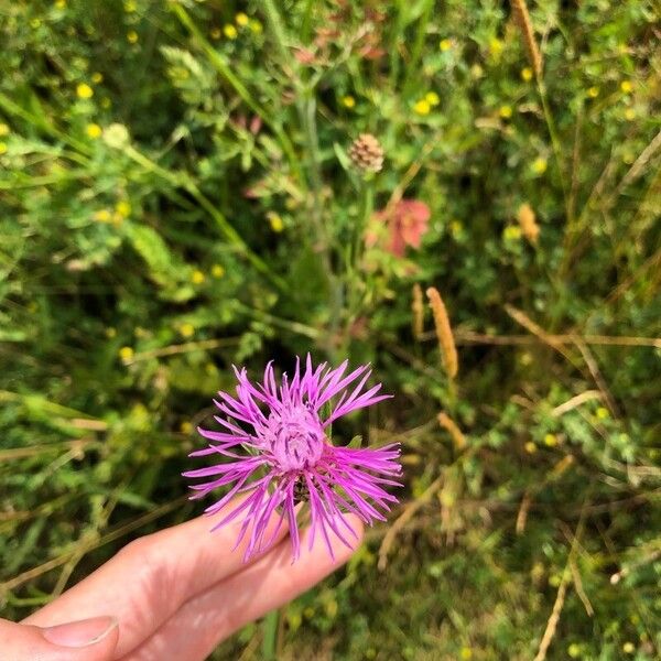 Centaurea jacea Λουλούδι