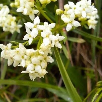 Galium anisophyllon Floare