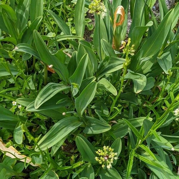 Allium victorialis Habit