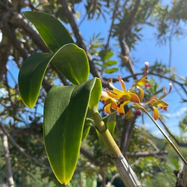 Encyclia tampensis Hoja