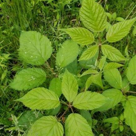 Rubus allegheniensis Leaf