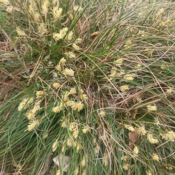 Carex humilis Virág