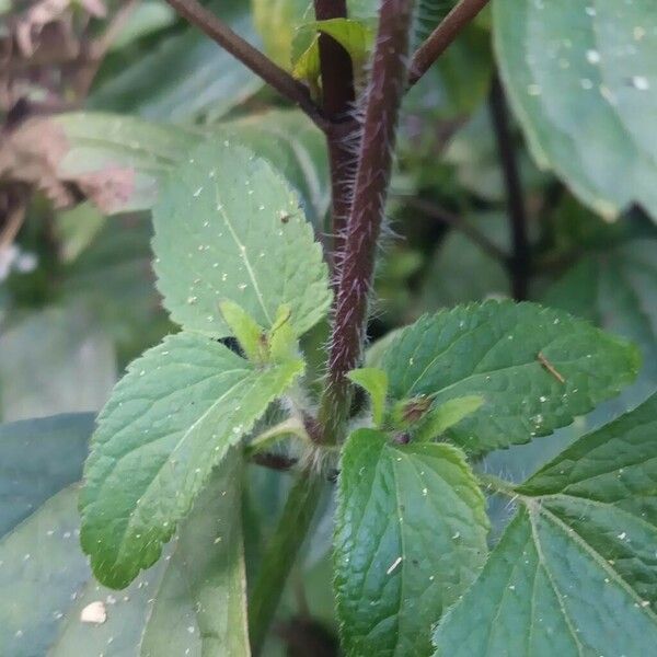 Ageratum conyzoides Escorça