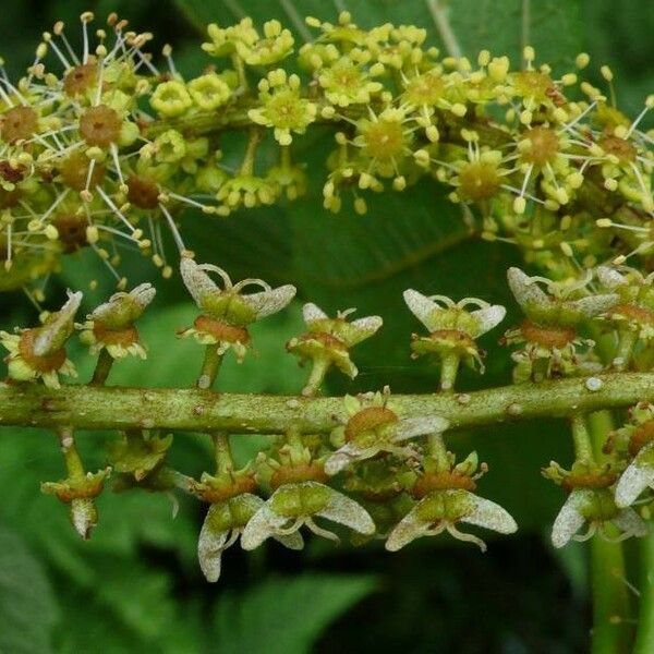 Acer nipponicum Flor