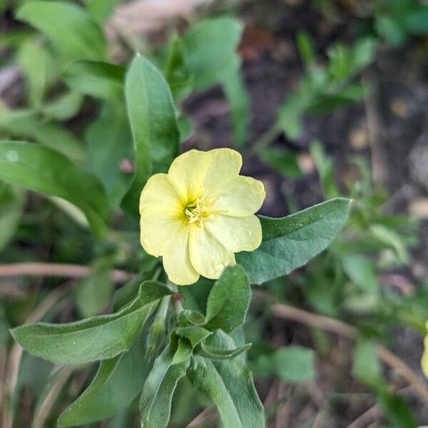 Oenothera laciniata ফুল