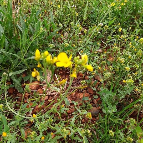 Diplotaxis tenuifolia ᱵᱟᱦᱟ