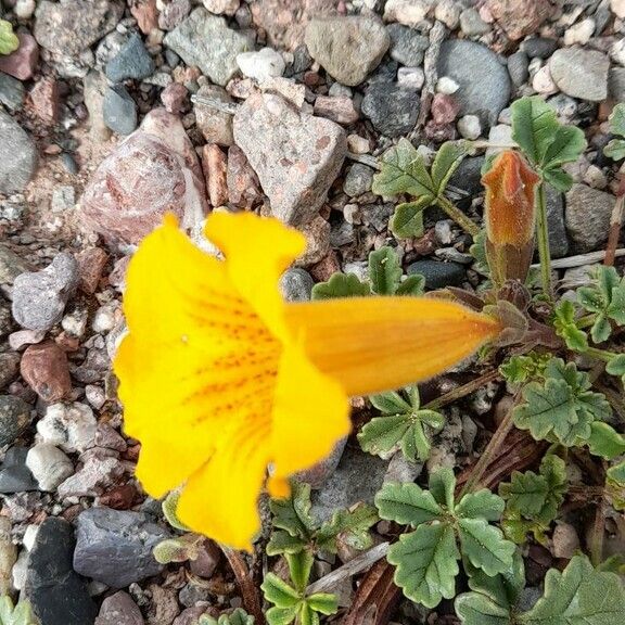 Argylia uspallatensis Flower