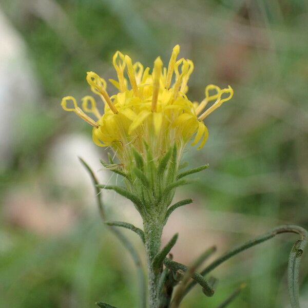 Galatella linosyris फूल