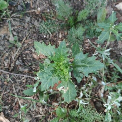 Oxybasis rubra Leaf