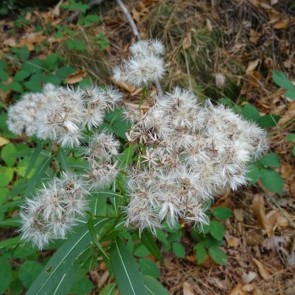 Senecio ovatus Meyve