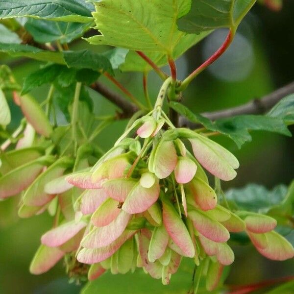 Acer tataricum Φρούτο