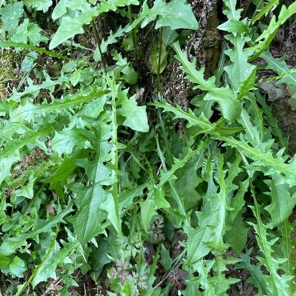 Crepis leontodontoides برگ