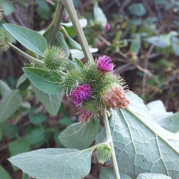 Arctium minus പുഷ്പം