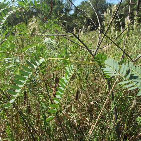 Sesbania drummondii Natur