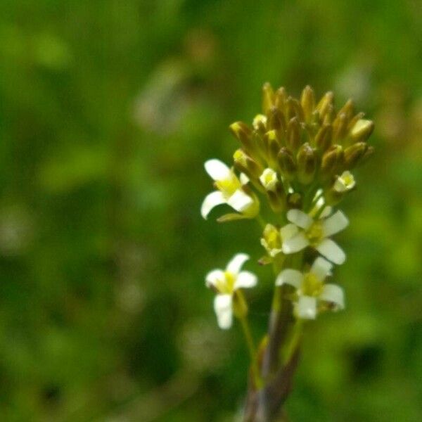 Turritis glabra 花