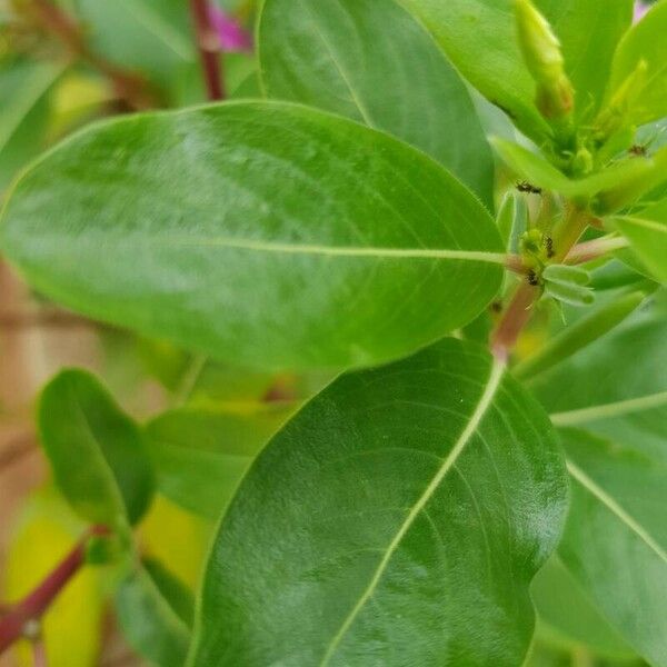 Catharanthus roseus Leaf