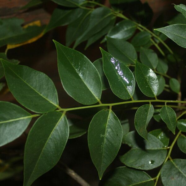 Ateleia herbert-smithii Leaf