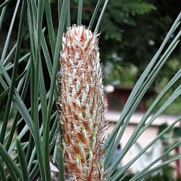 Pinus pinaster Feuille