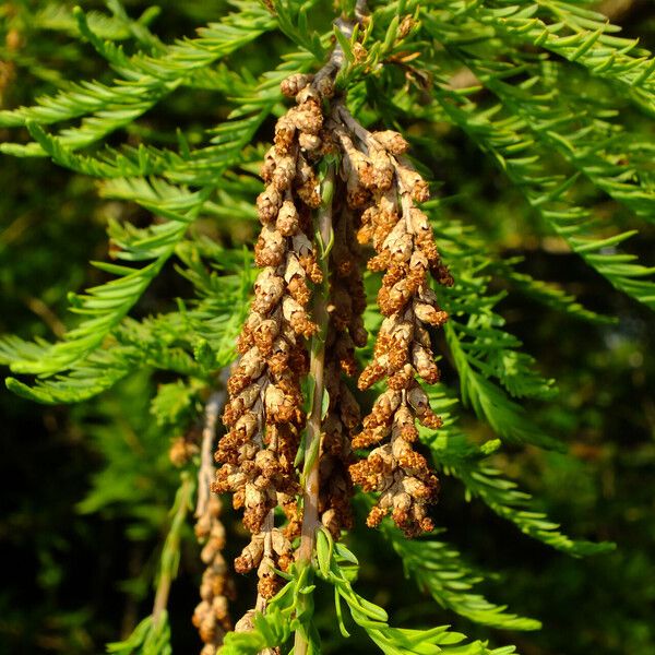 Taxodium distichum Λουλούδι