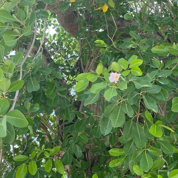 Tabebuia pallida Bloem