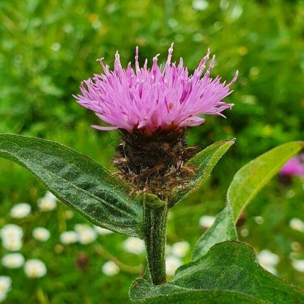 Centaurea nigra Flor