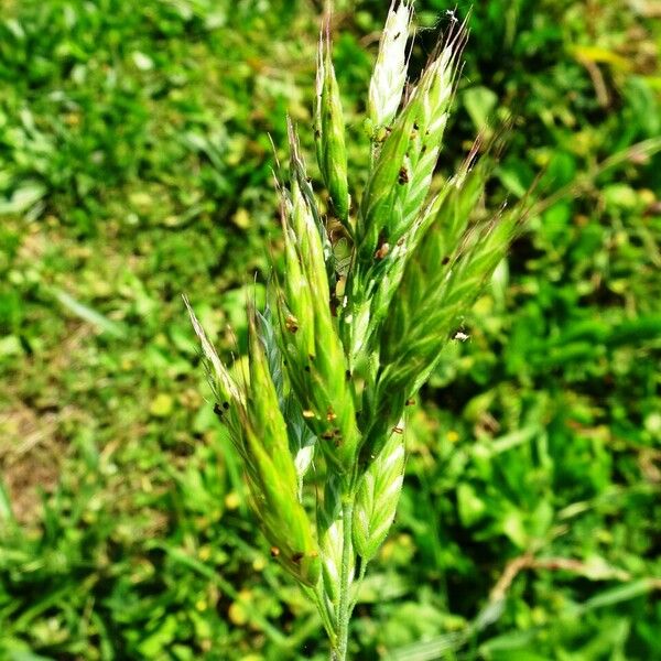 Bromus hordeaceus 花