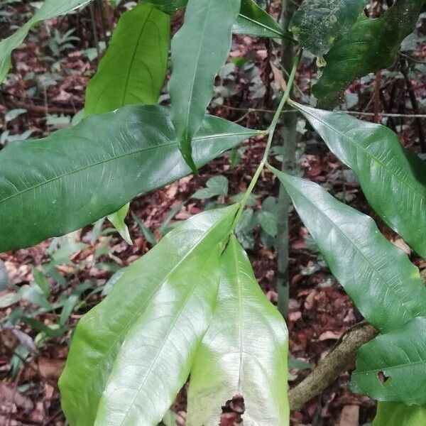 Ochna membranacea Fulla