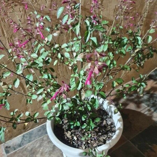 Salvia buchananii Flower