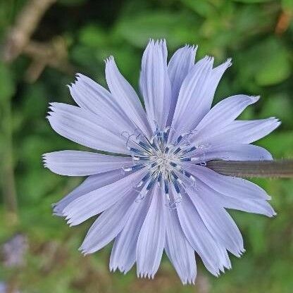 Cichorium intybus ফুল