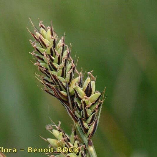 Carex buxbaumii 果