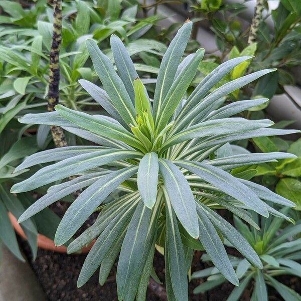 Echium thyrsiflorum Lapas