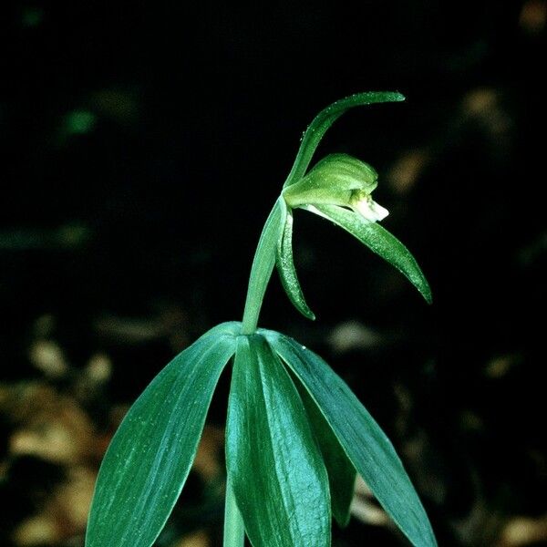 Isotria medeoloides Flor