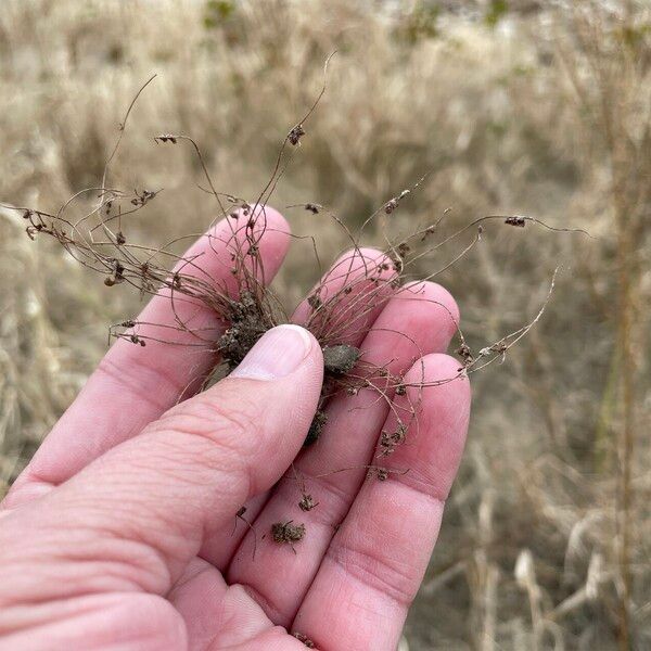 Cyperus subsquarrosus 花