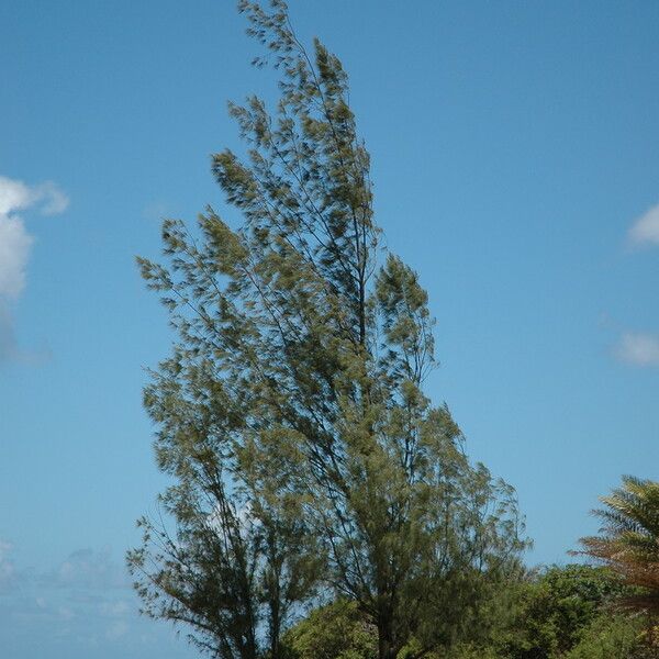 Casuarina equisetifolia Агульны выгляд