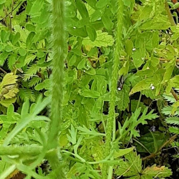 Ammi majus Bark