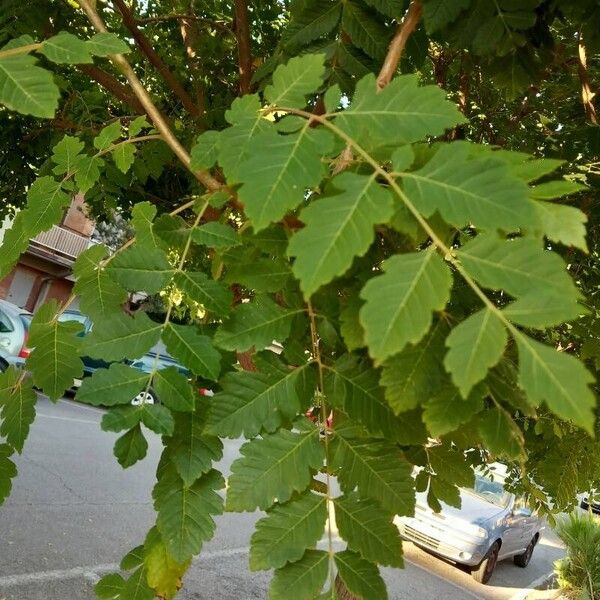 Koelreuteria paniculata Yaprak