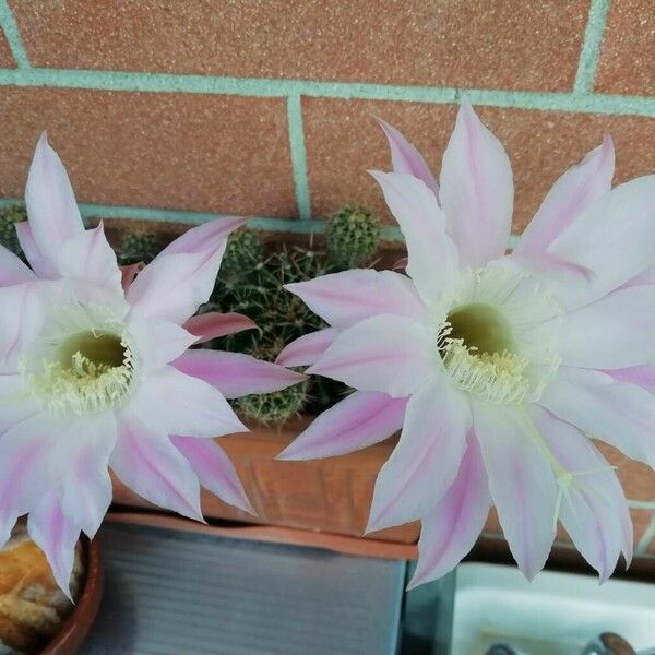 Echinopsis oxygona Fleur