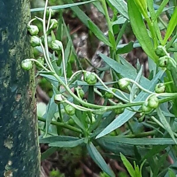 Artemisia dracunculus Květ