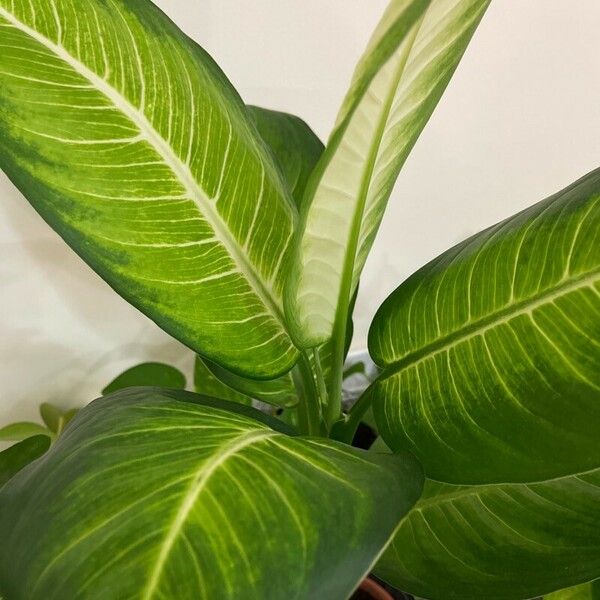 Dieffenbachia seguine Leaf