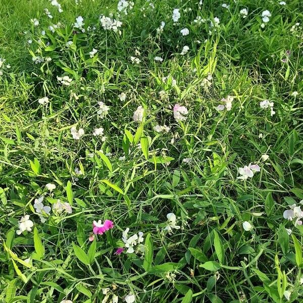 Lathyrus odoratus Habitus