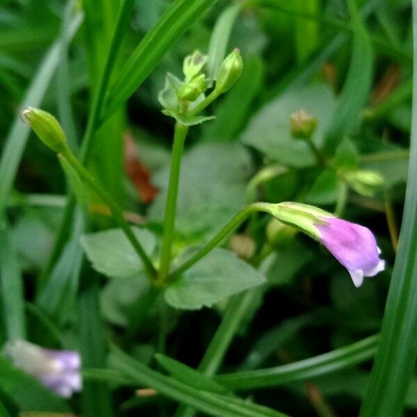 Torenia crustacea Kukka