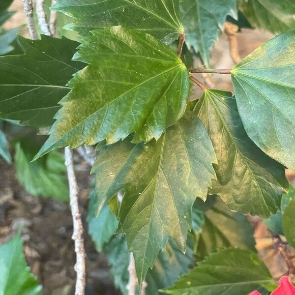 Hibiscus fragilis Leht