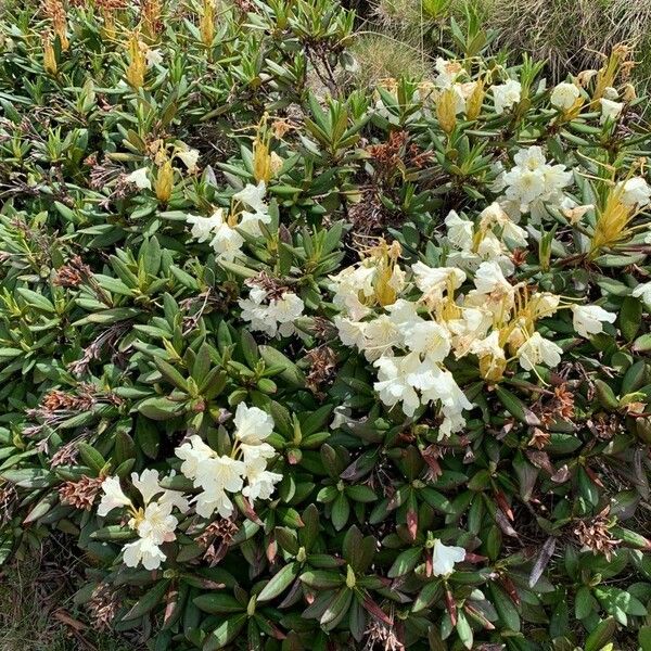 Rhododendron aureum Flower