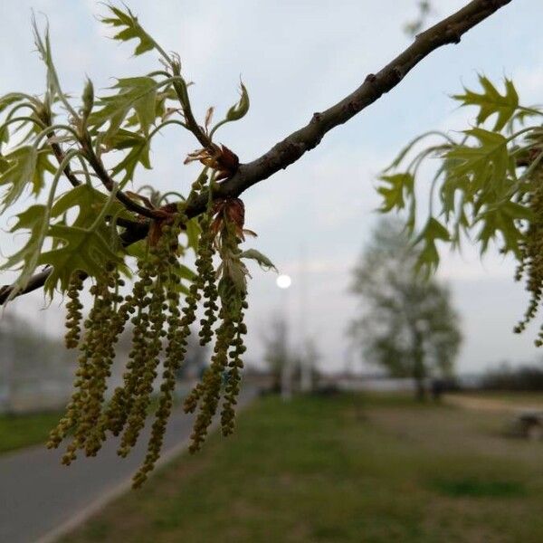 Quercus rubra Květ