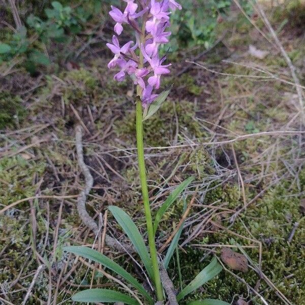 Dactylorhiza romana Flor