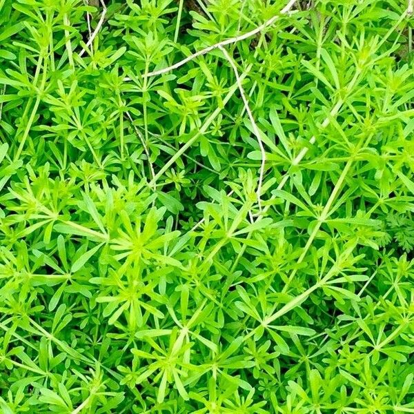 Galium aparine পাতা