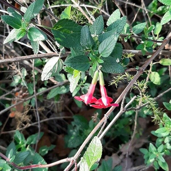 Stachys coccinea Folha