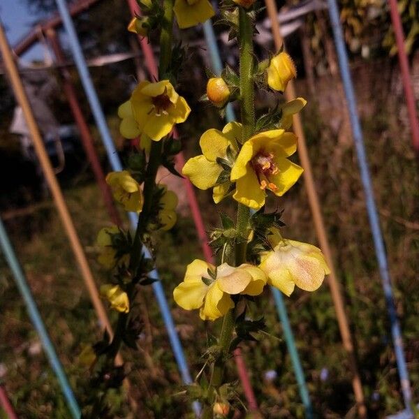 Verbascum virgatum Кветка