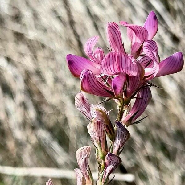 Onobrychis arenaria Цветок